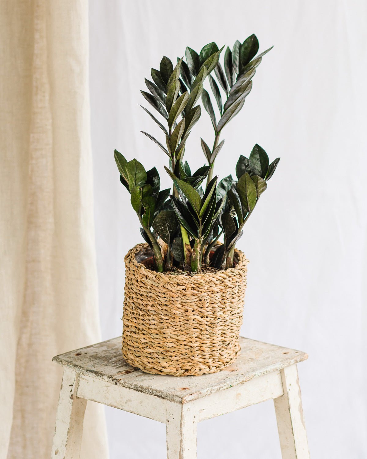 snake plant in french Snake Plant 'Laurentii' – Jardineries Botanix main image 0