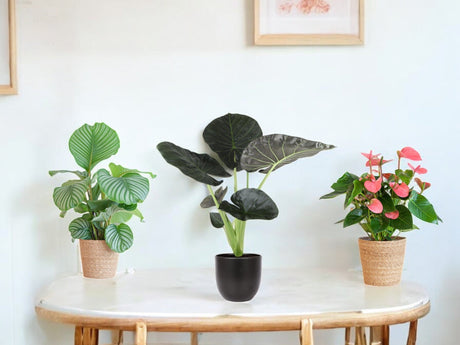 Plante verte et cache-pot inclus par Forever Plants - La Green Touch