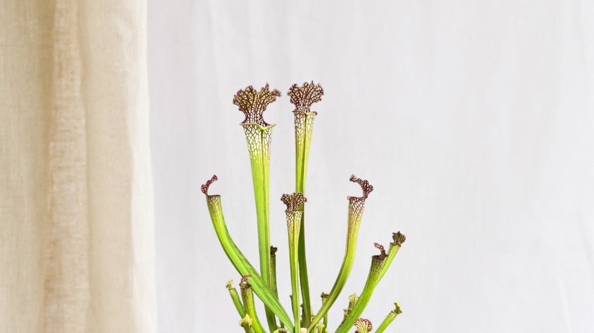 Plantes Carnivores : Dionaea, Sarracenia & Drosera