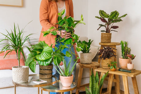 Quelles sont les plantes d'intérieur idéales pour mon bureau ?