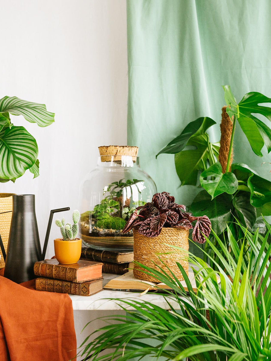 Plantes d'intérieur