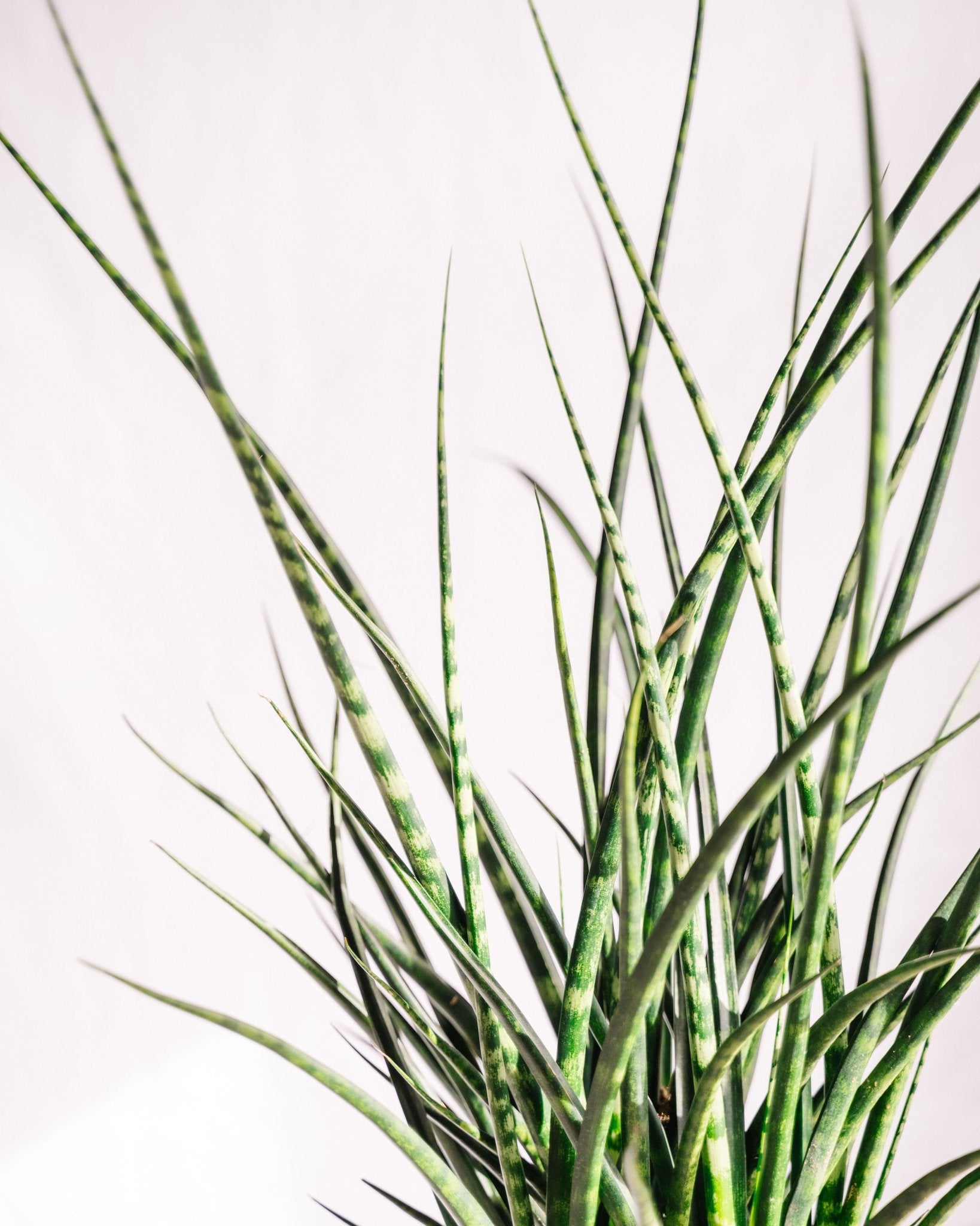 Plantes d'intérieur - Petits prix - La Green Touch