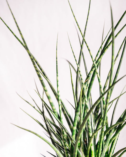 Plantes d'intérieur - Petits prix