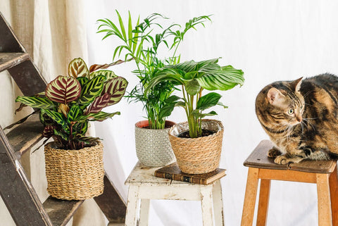 Plantes Pets friendly