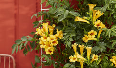 Plantes grimpantes - extérieur - La Green Touch