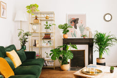 Quelle plante pour mon salon ? - La Green Touch