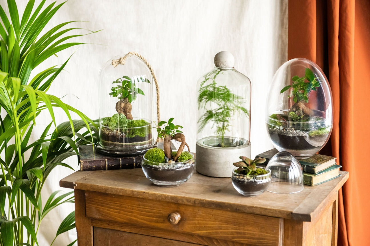 La Green Touch - Livraison de plantes d'intérieur