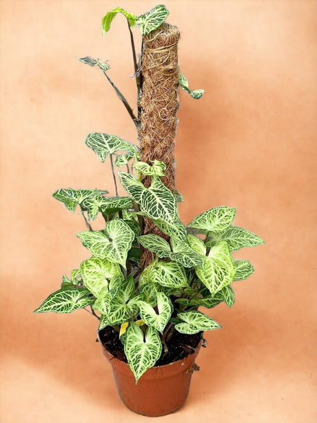 Livraison plante Syngonium Batik 
