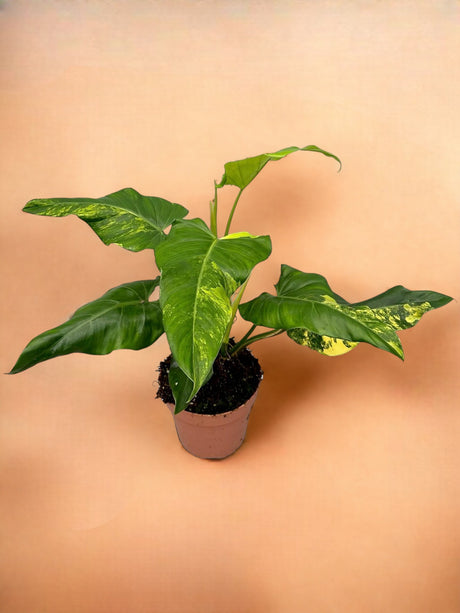 Livraison plante Philodendron Domesticum Variegata