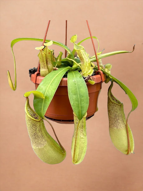 Livraison plante Nepenthes Monkey Jars Loes carnivore