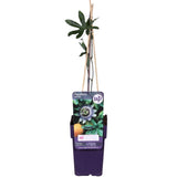 Passiflore Caerulea - plante d'extérieur grimpante fleurie