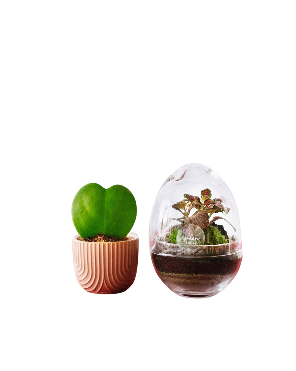 Saint Valentin - Duo Hoya Simple Coeur et Mini bohol Fittonia rouge
