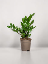 Zamioculcas Zamiifolia