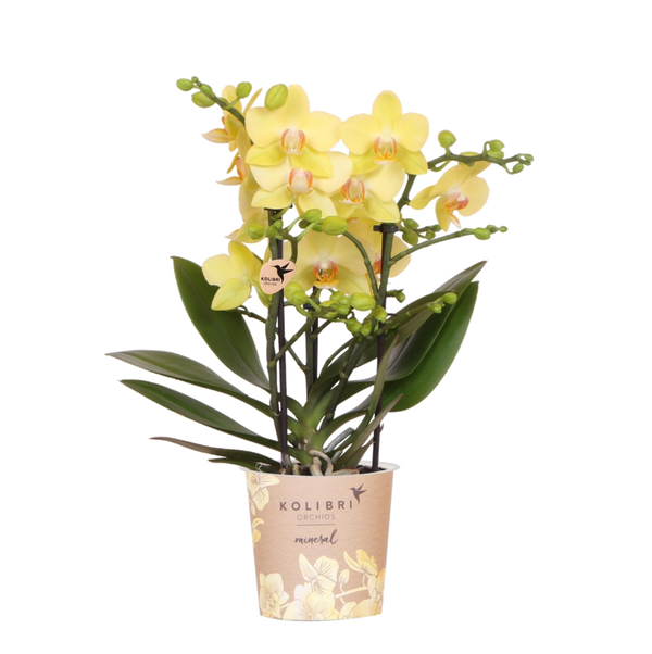 Orchidée Phalaenopsis jaune Blossom Albenga - H 35 cm, pot Ø9 cm