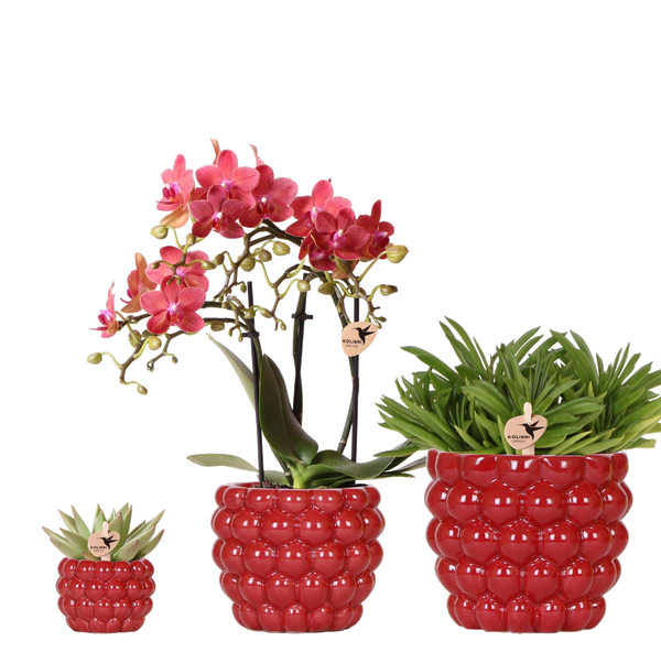 Orchidée rouge Blossom Congo et 2 succulentes en cache-pots Berry rouges - H 40 cm
