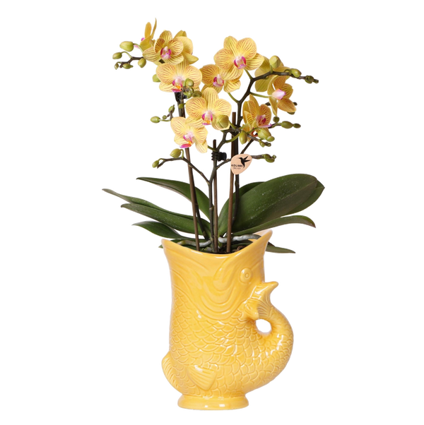 Orchidée Phalaenopsis jaune Blossom Lima en cache-pot poisson jaune orangé - H 45 cm, pot Ø9 cm