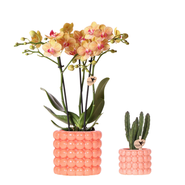 Set orchidée Jamaica orange et Stapelia - cache-pots Poppy orange - H 35 cm
