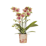 Orchidée Phalaenopsis orange et jaune Mineral Grosseto - H 33 cm, pot Ø9 cm