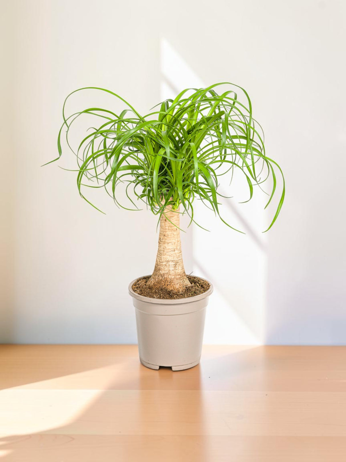 Beaucarnea Recurvata - Tronc
