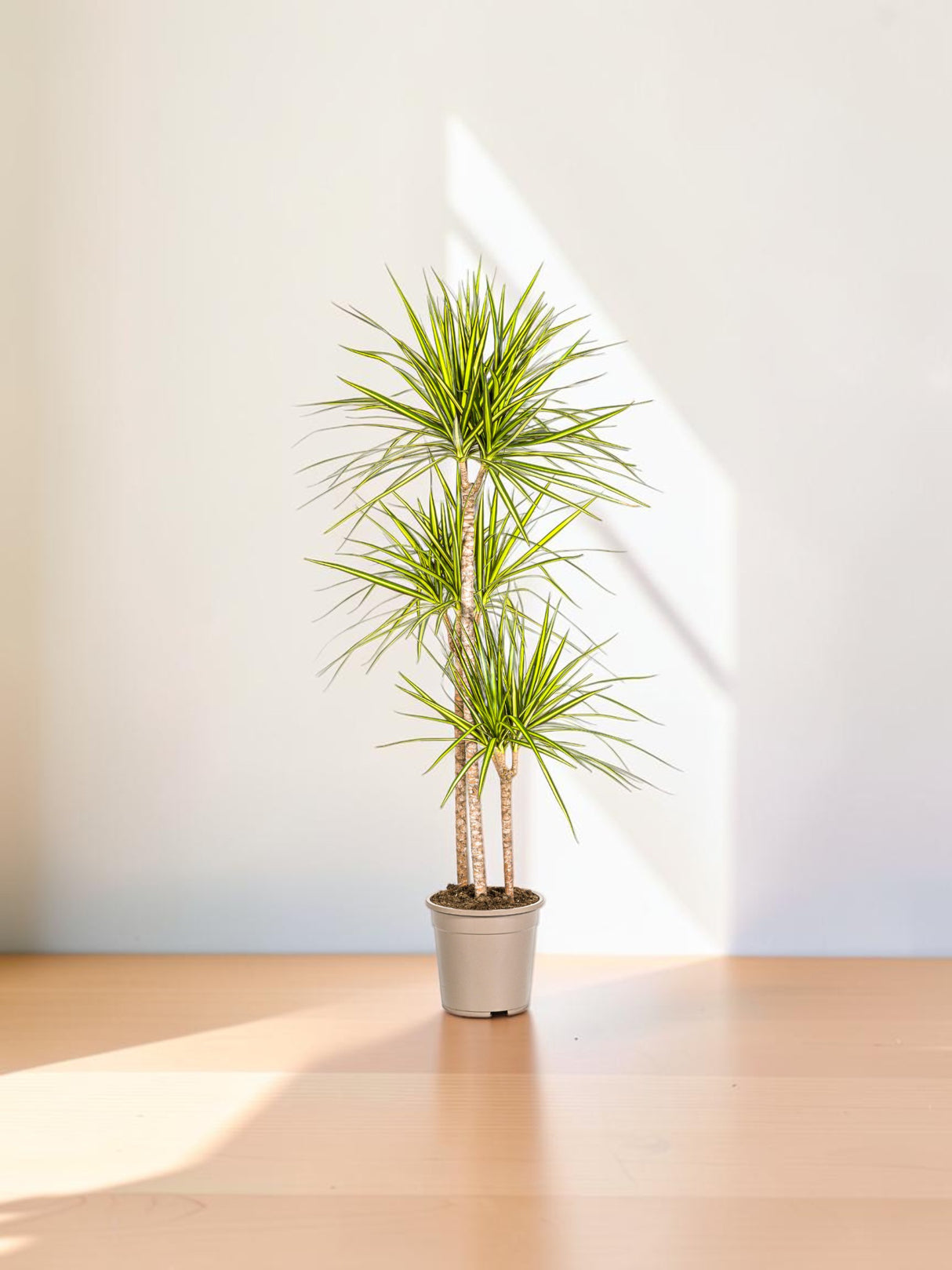 Dracaena Marginata Sunray