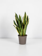 Sansevieria Futura Superba