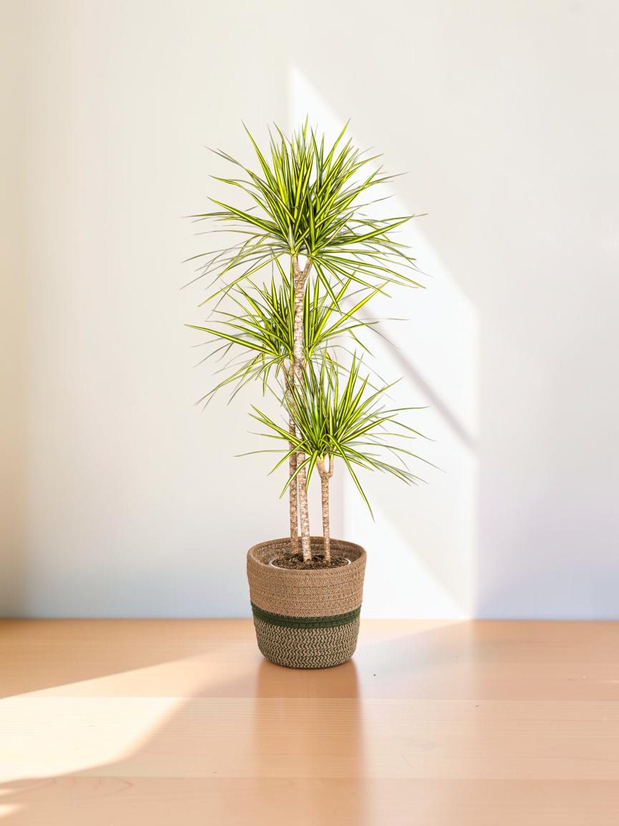 Dracaena Marginata Sunray avec cache-pot