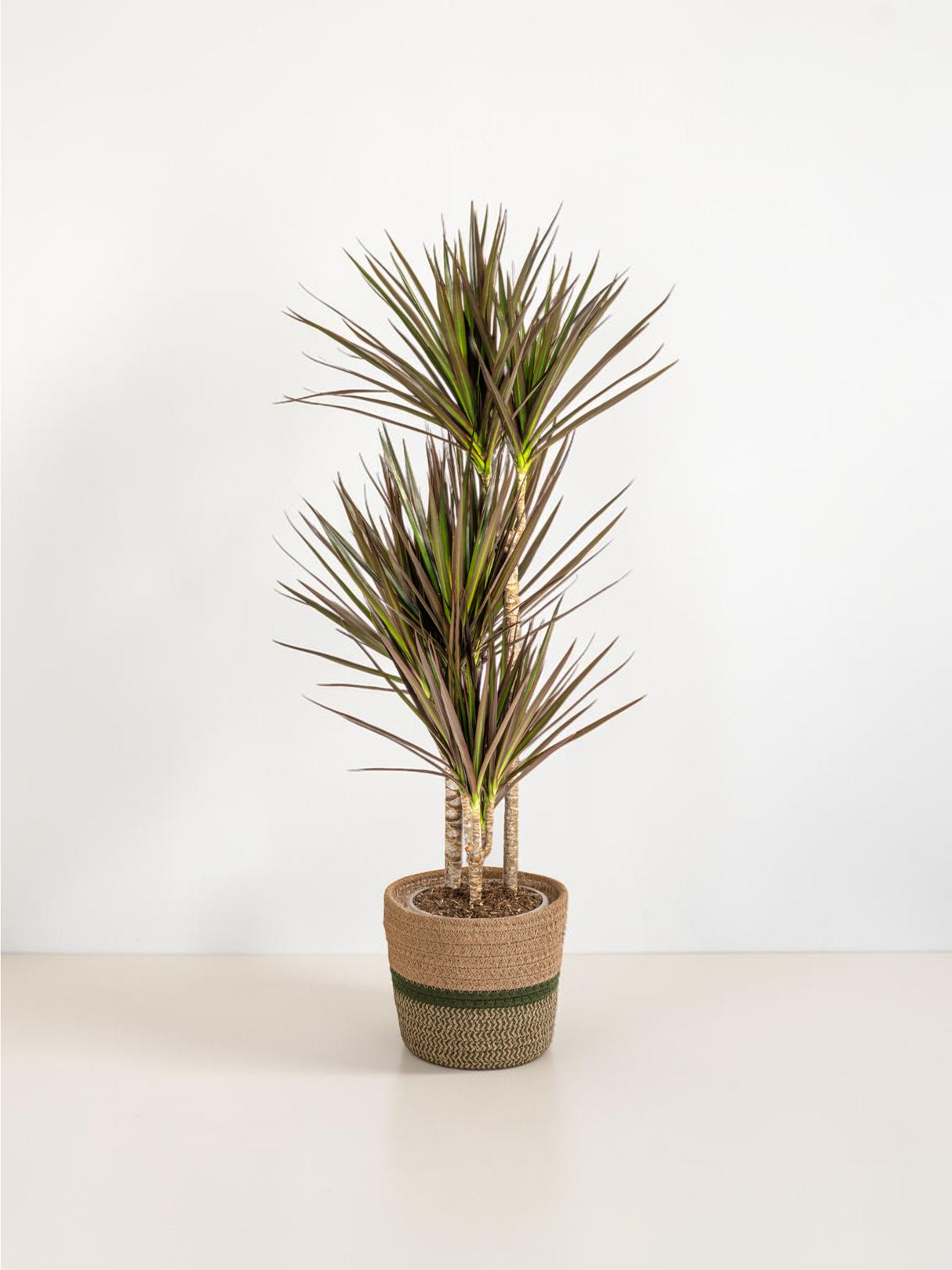 Dracaena Marginata Magenta avec cache-pot