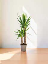 Yucca Elephantipes