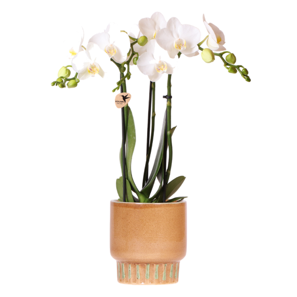 Orchidée Phalaenopsis blanche Mineral Amabilis avec cache-pot Bold cognac - H 40 cm, pot Ø9 cm