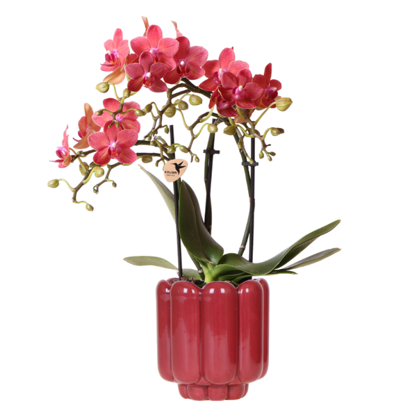 Orchidée Phalaenopsis rouge Blossom Congo avec cache-pot Retro rouge - H 40 cm, pot Ø9 cm