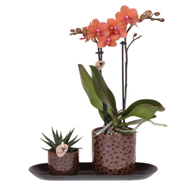 Coffret orchidée orange Mineral Bolzano et succulente - cache-pots léopard et plateau - H 40 cm