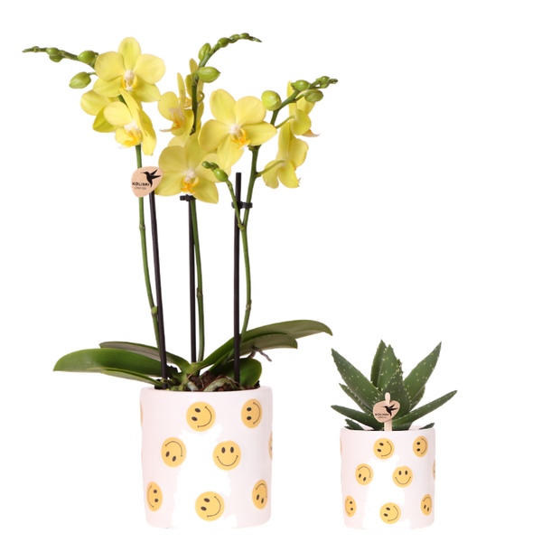 Set orchidée Albenga jaune et succulente - cache-pots Smiley - H 35 cm, pot Ø9 cm