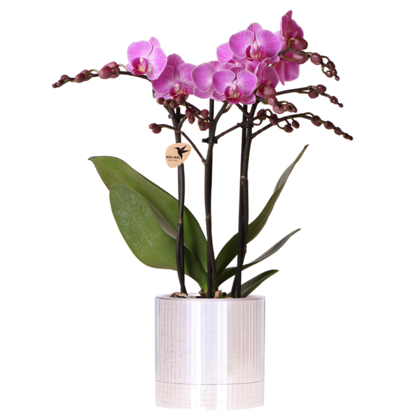 Orchidée Phalaenopsis violette Mineral Vienna avec cache-pot Disco - H 40 cm, pot Ø9 cm