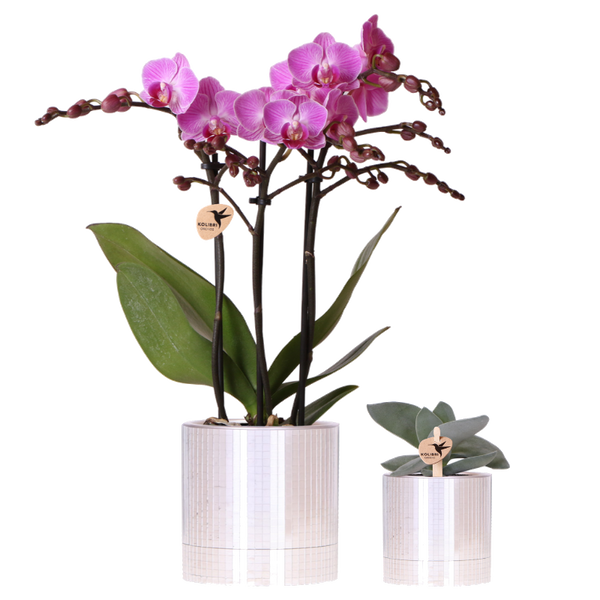 Set orchidée Vienna violette et succulente - cache-pots Disco - H 35 cm, pot Ø9 cm