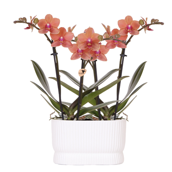 Orchidées Phalaenopsis orange Mineral Bolzano - lot de 2 en cache-pot double Diabolo blanc - H 40 cm, pot Ø9 cm