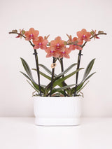 Orchidées Phalaenopsis orange Mineral Bolzano - lot de 2 en cache-pot double Diabolo blanc - H 40 cm, pot Ø9 cm