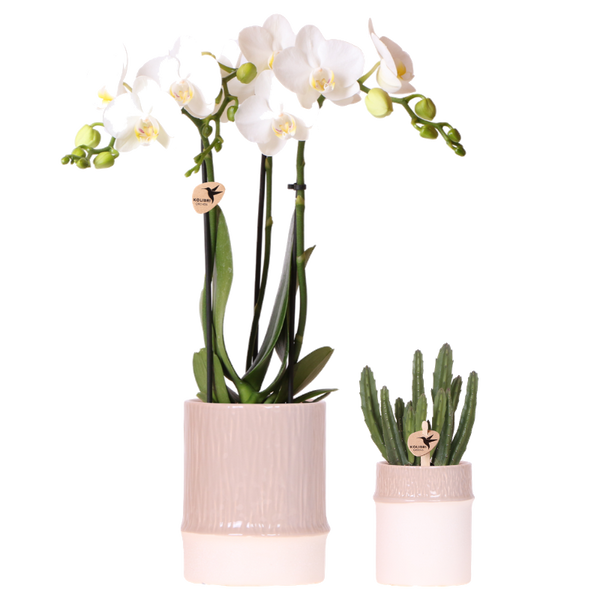 Orchidée blanche Mineral Amabilis et Calathea Freddie en cache-pots Bamboo - H 40 cm