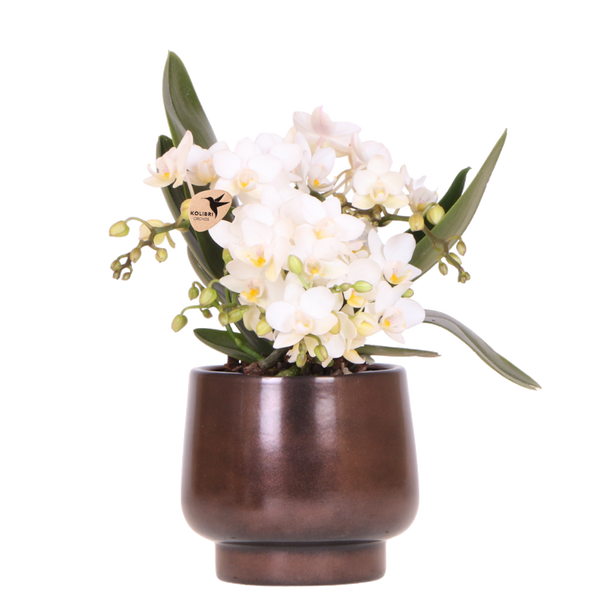 Orchidée Nazaré blanche avec cache-pot Scandic cuivre - Phalaenopsis - H 25 cm, pot Ø9 cm