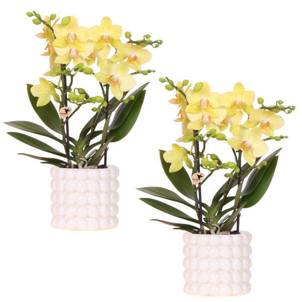 Orchidées Phalaenopsis jaunes Blossom Albenga - lot de 2 en cache-pots Poppy blancs - H 40 cm, pot Ø9 cm
