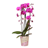 Kolibri Orchids | Paarse phalaenopsis orchidee potmaat Ø12cm | Freeride | bloeiende kamerplant - vers van de kweker