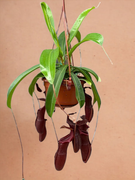 Livraison plante Nepenthes Monkey Jars Bill plante carnivore