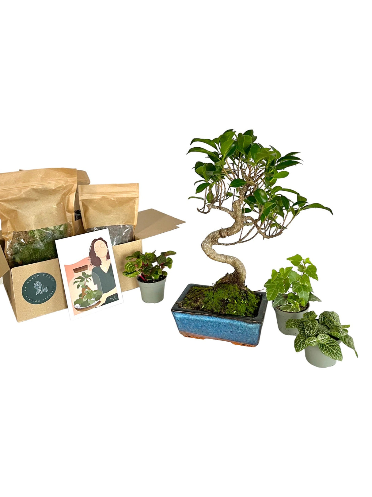 Entrega Kit 4 Plantas Bonsai - Terrario para hacerte tú mismo – La