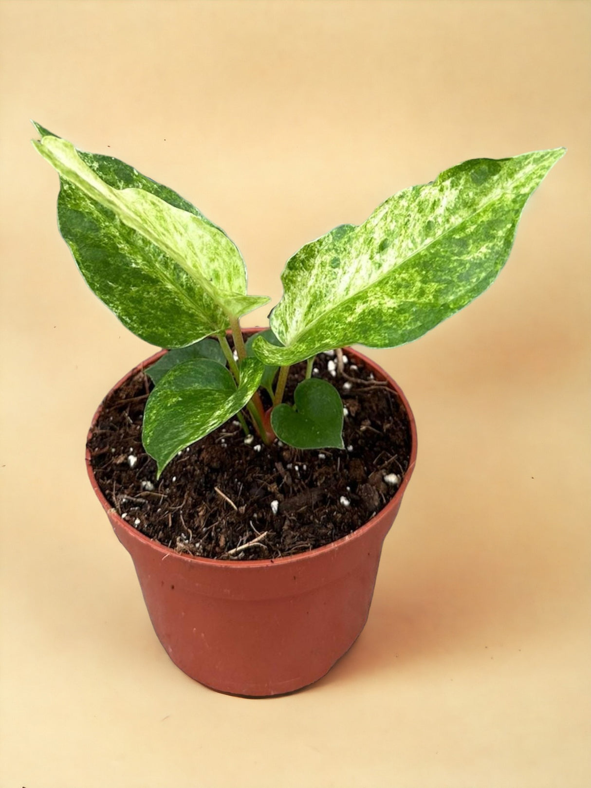 Livraison plante Anthurium Bonplandii Variegata 