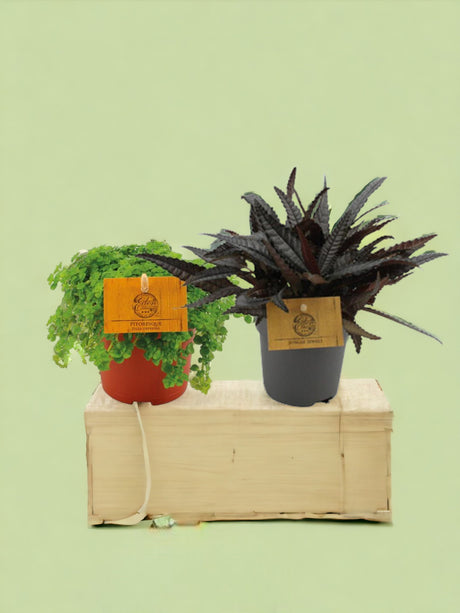Livraison plante Box - Duo de pilea