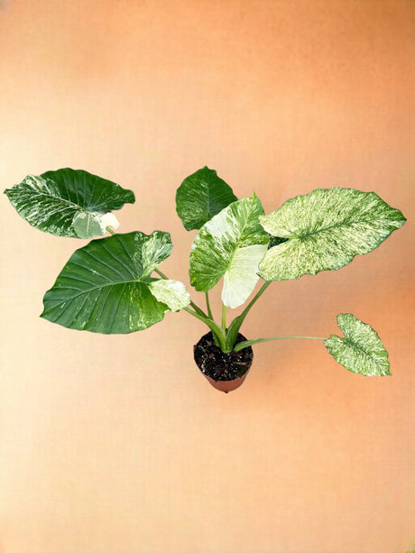 Livraison plante Alocasia Gageana Variegata