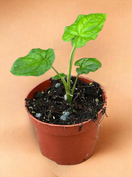 Livraison plante Syngonium Steyermarkii