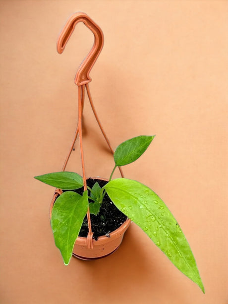 Livraison plante Anthurium Vittarifolium