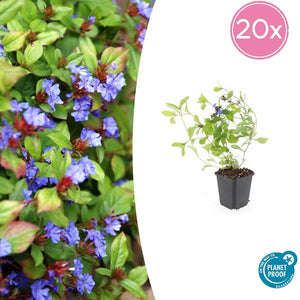 Plumbago de Chine