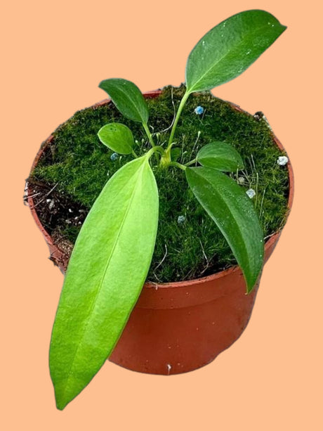 Livraison plante Anthurium Wendlingeri
