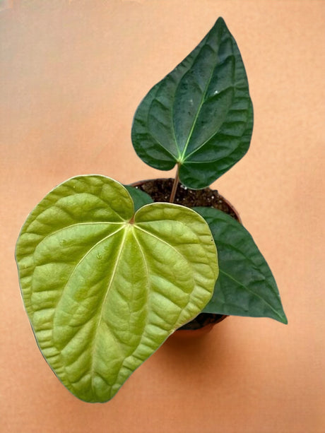 Livraison plante Anthurium Regale X Luxurians